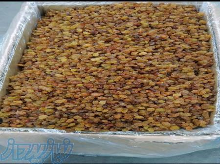 فروش عمده کشمش ملایر بازرگانی شهدینا 