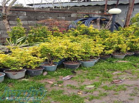 شمشاد طلایی و ناندینا 