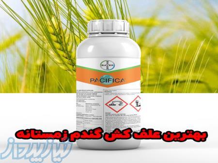فروش عمده سم پسیفیکا، راهی مطمئن برای از بین بردن علف‌های هرز مزارع گندم زمستانه 