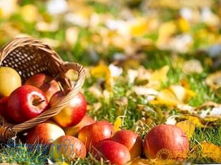 طراحی سایت و کافی نت محمدیان 