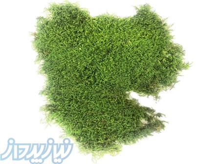 خزه جاودان - خزه تثبیت شده 