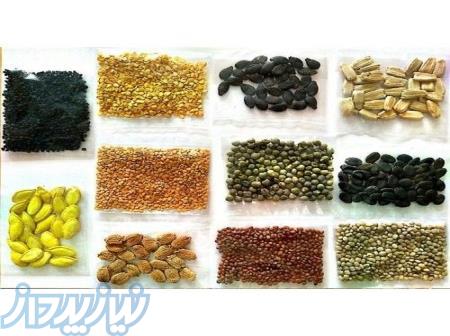 انواع بذر سبزیجات 