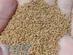 انواع بذر علوفه وزراعی 