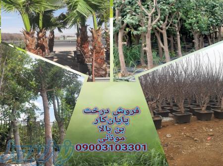 فروش درخت بن ٣٠ تا ١٠٠ ویژه پایان کار در تهران 