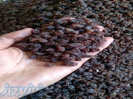 تامین و فروش عمده کشمش آفتابی بناب 