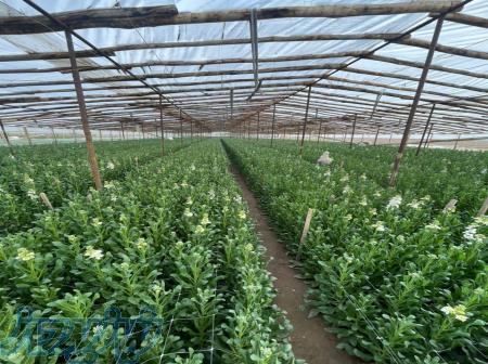 توری نگهدارنده و قیم گیاهان زینتی 