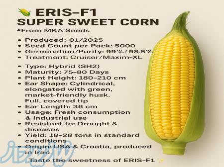 بذر ذرت فوق شیرین اریس 