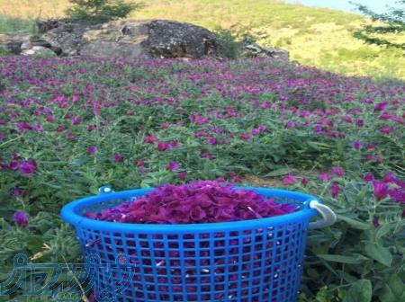 گل گاوزبان درجه ۱ 