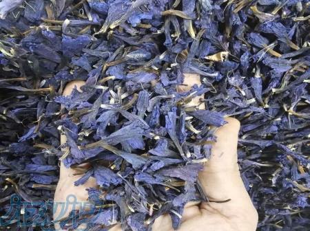 فروش ویژه گل گاوزبان تازه و امساله 