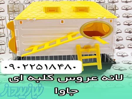 مجموعه کوروش عرضه کننده لانه عروس هلندی جاوا 