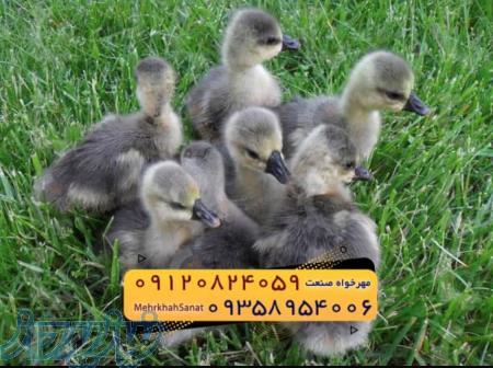        *جوجه غاز گوشتی*       