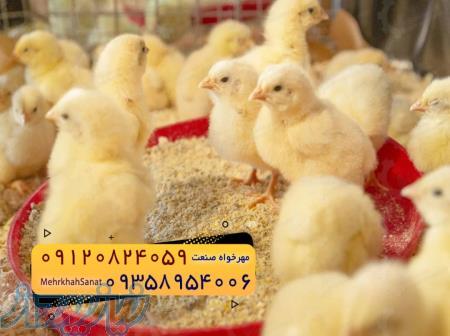        *جوجه راس ۳۰۸*       