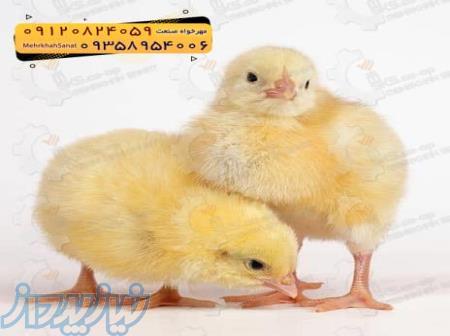        *جوجه راس ۳۰۸*       