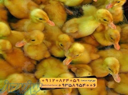        *جوجه اُردک گوشتی*       