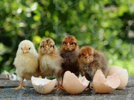 جوجه مرغ بومی 