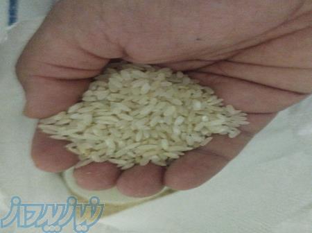 برنج و خرده برنج کامفیروزی 