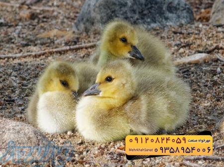 - جوجه غاز یک روزه 