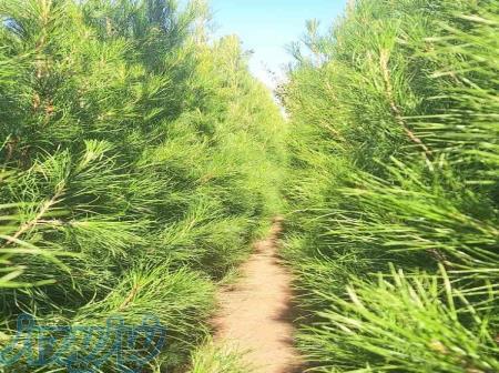 فروش انواع درخت و درختچه 