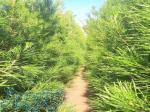 فروش انواع درخت و درختچه 