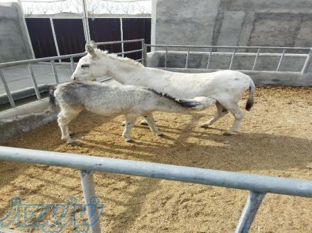 شیر الاغ پاکدشت شیر خر 