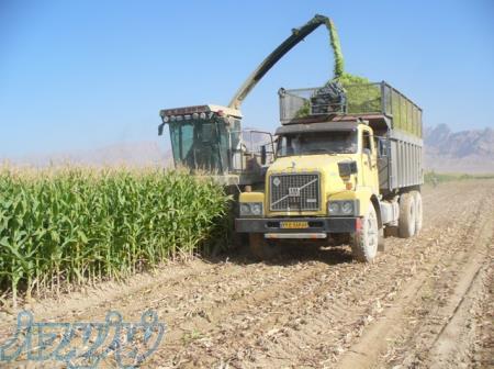 فروش ذرت علوفه ای 