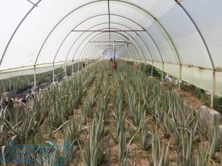 خرید برگ آلوئه ورا 