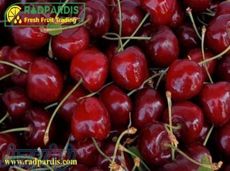 فروش عمده گیلاس صادراتی