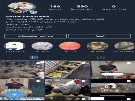 پرورش مرغ آمروک 