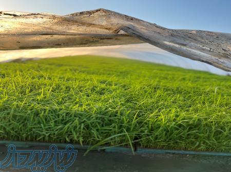 بانک نشا مگانیزه 