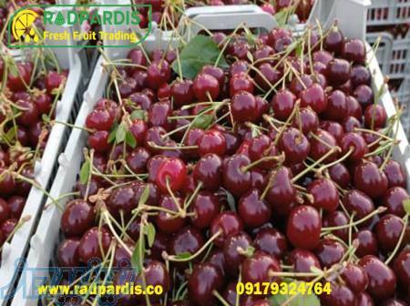 فروش عمده آلبالو صادراتی با قیمت مناسب در بازرگانی رادپردیس 