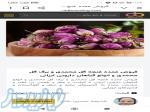 فروش و صادرات غنچه گل محمدی و گیاهان دارویی 