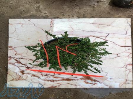 چمن فرانکینیا کم اب و بهترین جایگزین انواع چمن