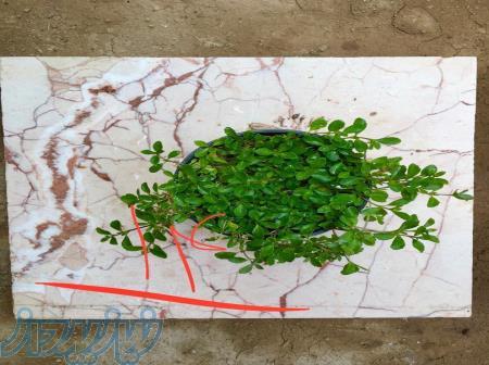 چمن کیاشیتو بسیار کم اب بهترین جایگزین انواع چمن