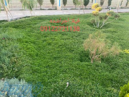 جایگزین چمن بسیار کم اب همیشه کوتاه 