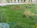 جایگزین چمن بسیار کم اب همیشه کوتاه 