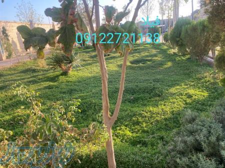 چمن کاری با چمن فیلا 