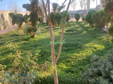 چمن کاری با چمن کیاشیتو 