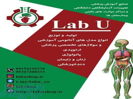   انواع فانتوم ومدل های آناتومی مناسب  آزمایشگاه  مدارس و دانشگاه و مراکز مهارت های بالینی 