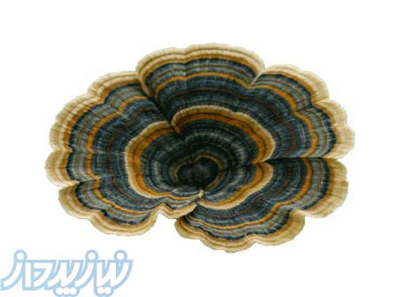 فروش قارچ های دارویی 