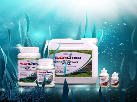 کود ارگانیک جلبک خلیج فارس آلگالند 