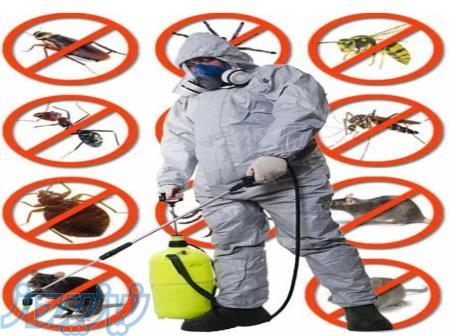 سمپاشی حشرات موذی با مجوز معاونت بهداشت 