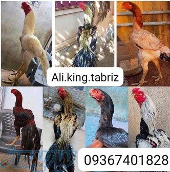 پرورش مرغ وخروس لاری هندی نوک طوطی دم چتری و طاووسی