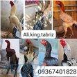 پرورش مرغ وخروس لاری هندی نوک طوطی دم چتری و طاووسی