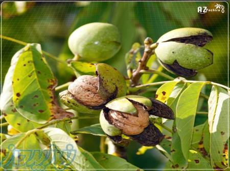 فروش ویژه ۴ اصله درخت گردوی ۱۵۰ ساله 