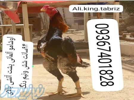 لاری اوشامو آلمانی وارداتی شش دنگ و هفت دنگ