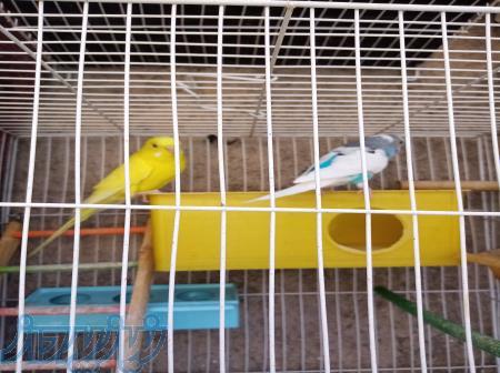 چند عدد مرغ عشق و فنچ 