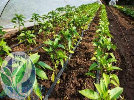 نوار تیپ (نوار آبیاری قطره‌ای) 