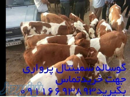 تهیه گوساله پرواری با بهترین جنس و قیمت 