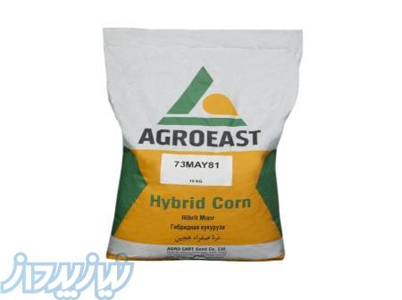 بذر ذرت 73 مای 81 