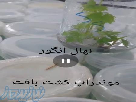 فروش نهال انگور موندراپ کشت بافتی   